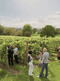 vineyard-3-banner.png