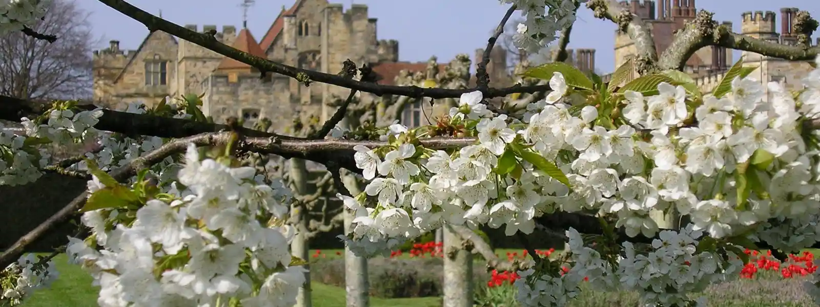 Penshurst - Spring Flag Garden & Blossom.jpg