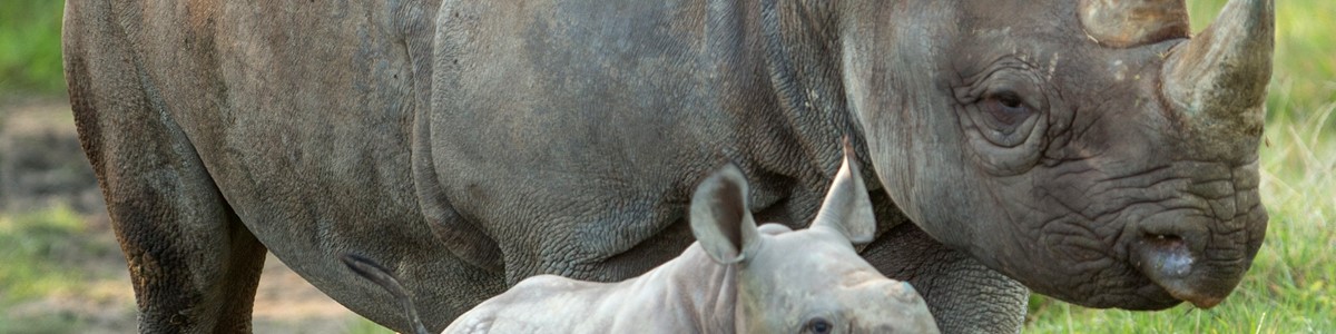 Howletts and Port Lympne - rhino.jpg