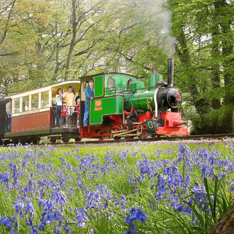 Bredgar Bluebells 800X800