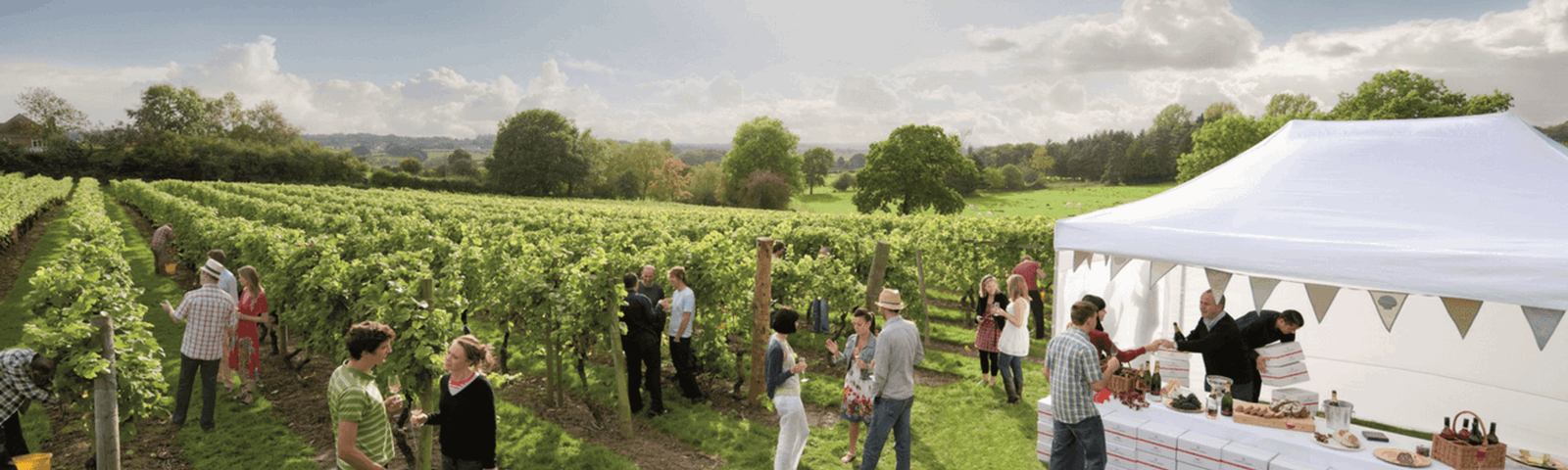 vineyard-3-banner.png