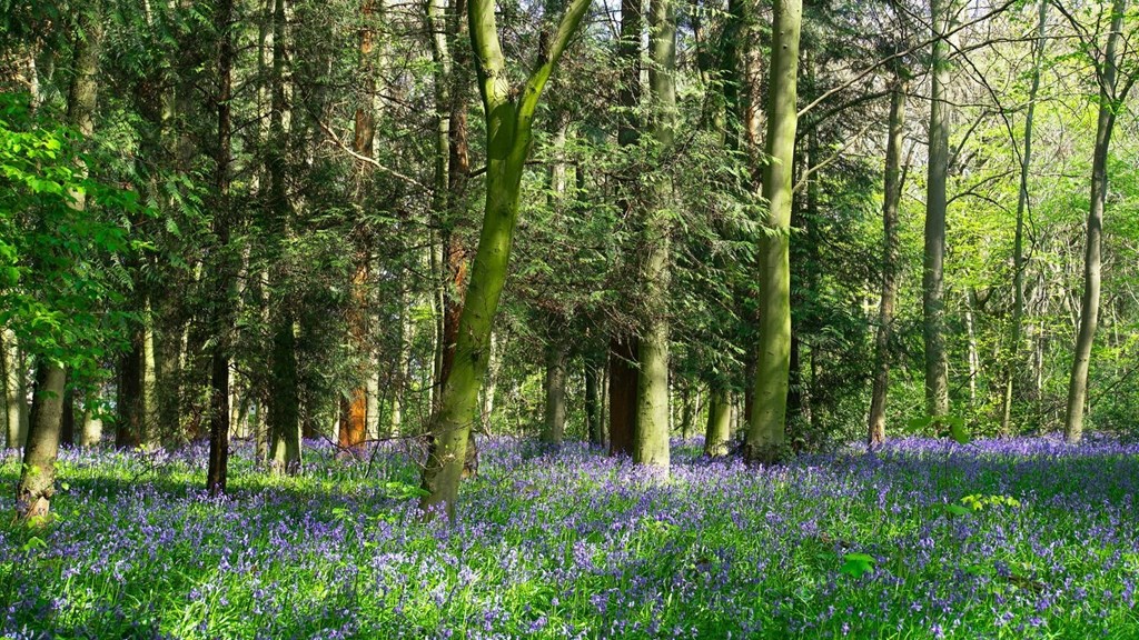 d06ceed4-436d-4f50-ac44-8aa0ea1a6079-bluebells2.jpg