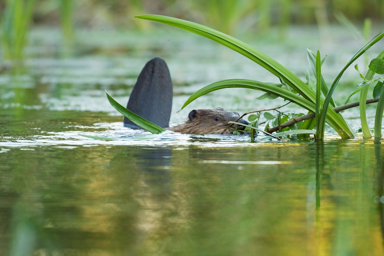 8f43b822-89f1-4f28-aca3-f2ee8625f849-Baby beaver at Ham Fen by Terry Whittaker.jfif