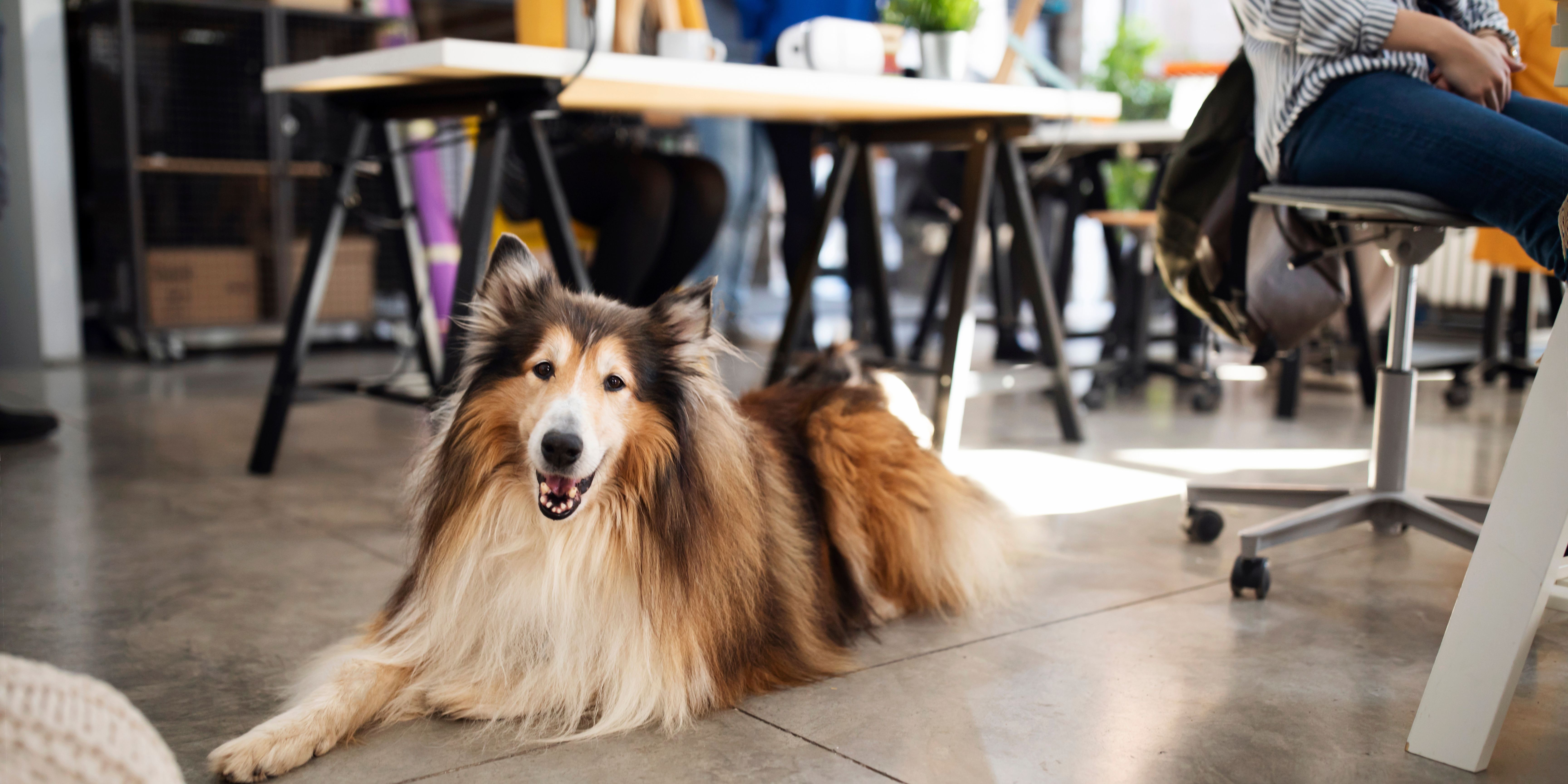 Dog Friendly Restaurnt (1)