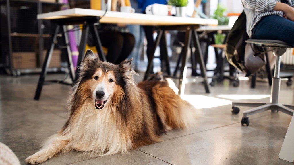 Dog Friendly Restaurnt (1)