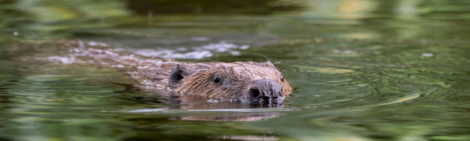 ecdefa55-5471-46d2-a7e1-68b2a0b3bb4e-Beavers tour and talk banner.jpg