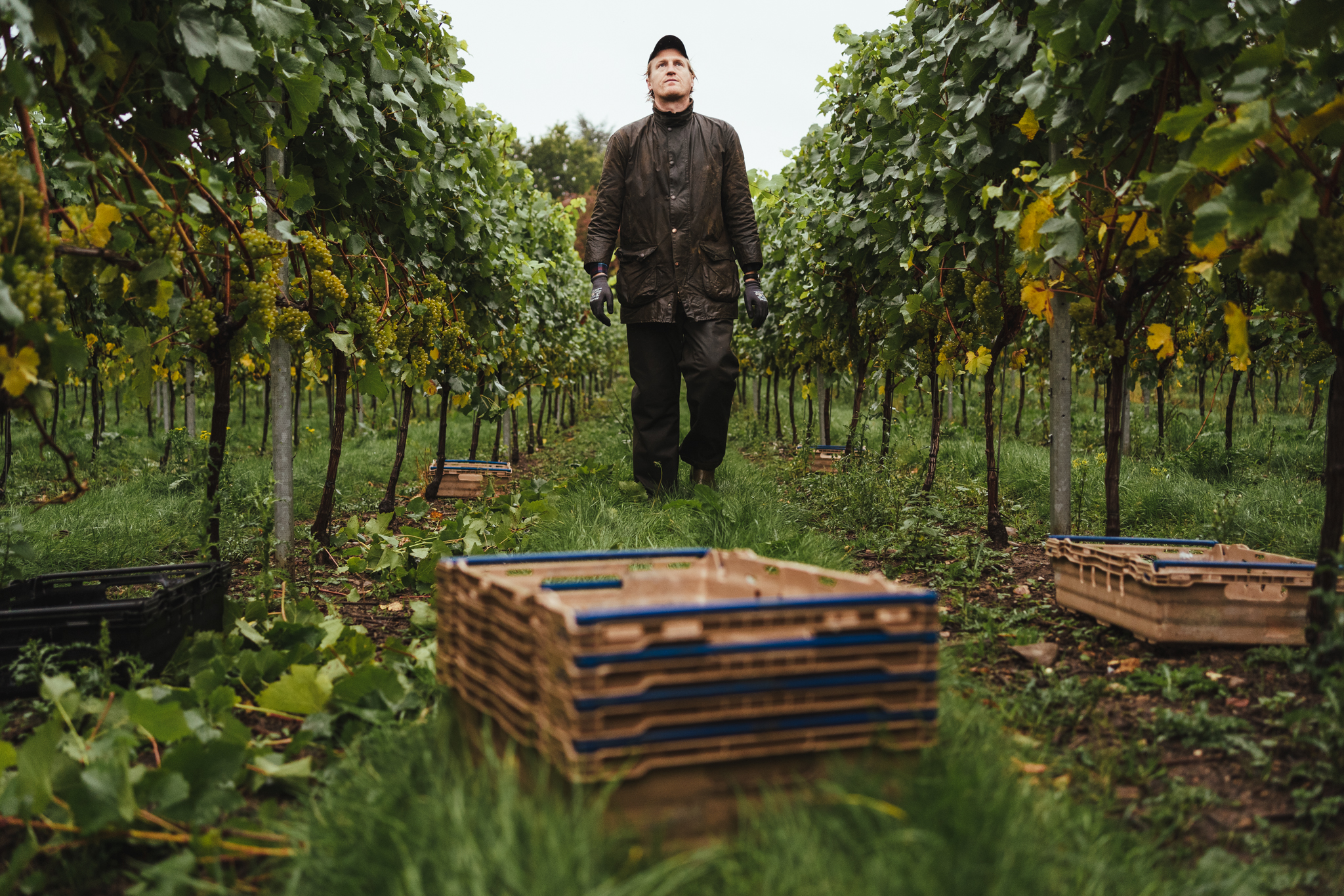 MJ Will Vineyard Vines