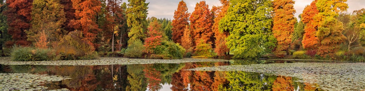 07 Bedgebury Marshals Lake Autumn Colour David Jenner
