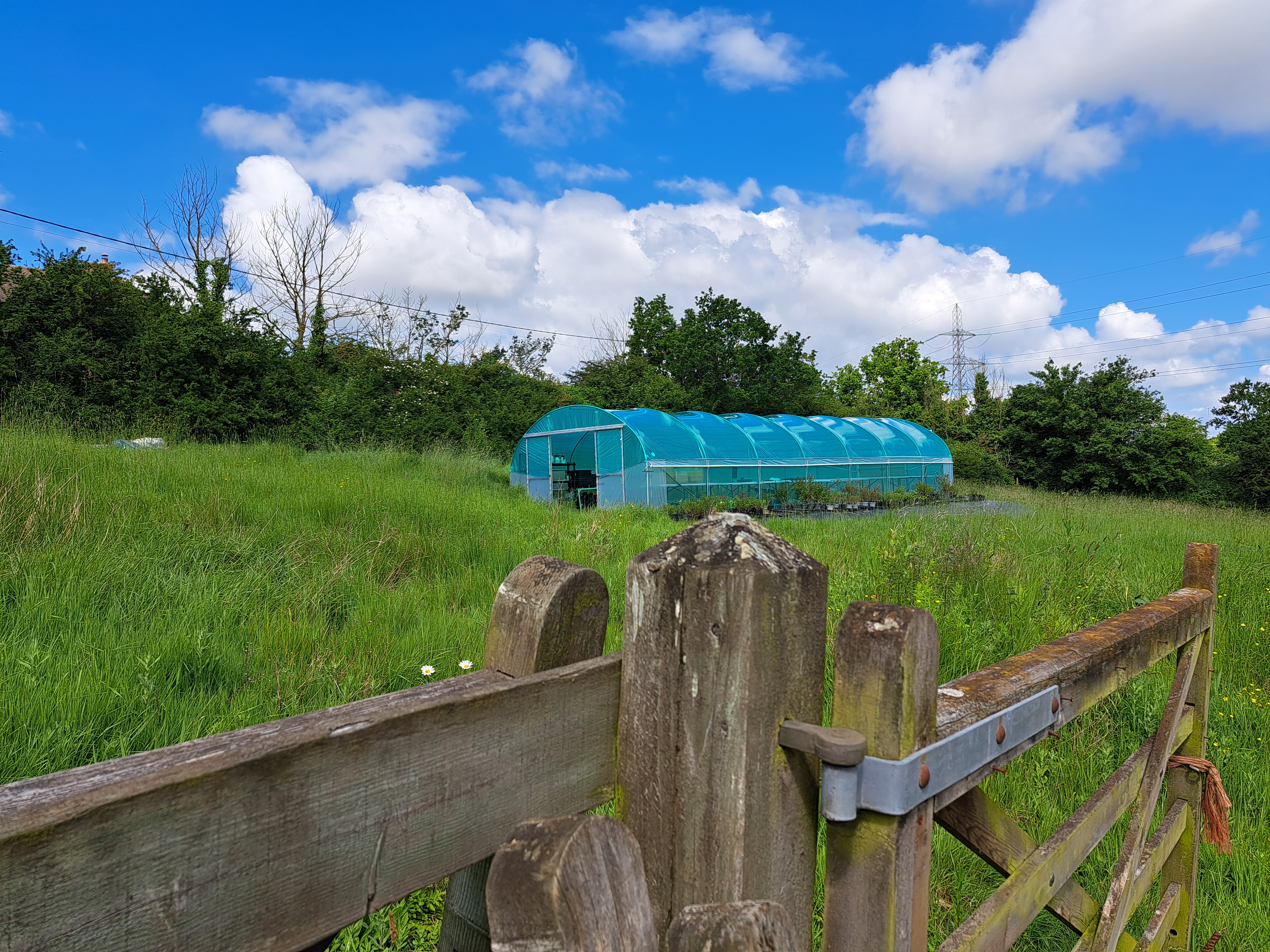 Polytunnel 290524 (2)