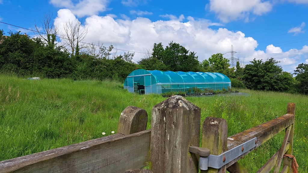 Polytunnel 290524 (2)
