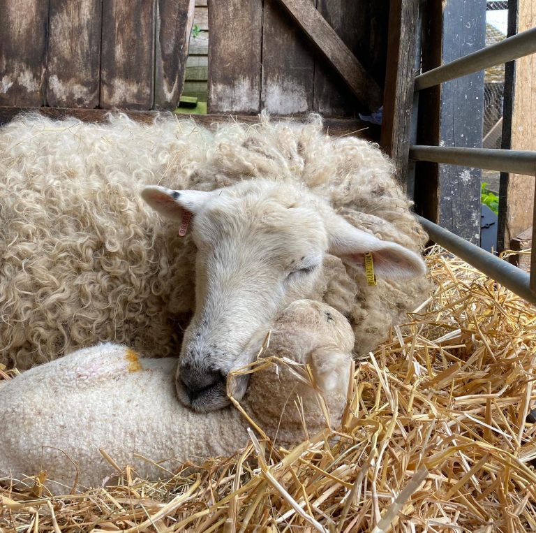 Sheep and lamb nestled in hay at Kent Life