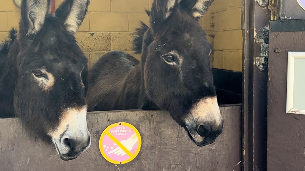 Donkeys