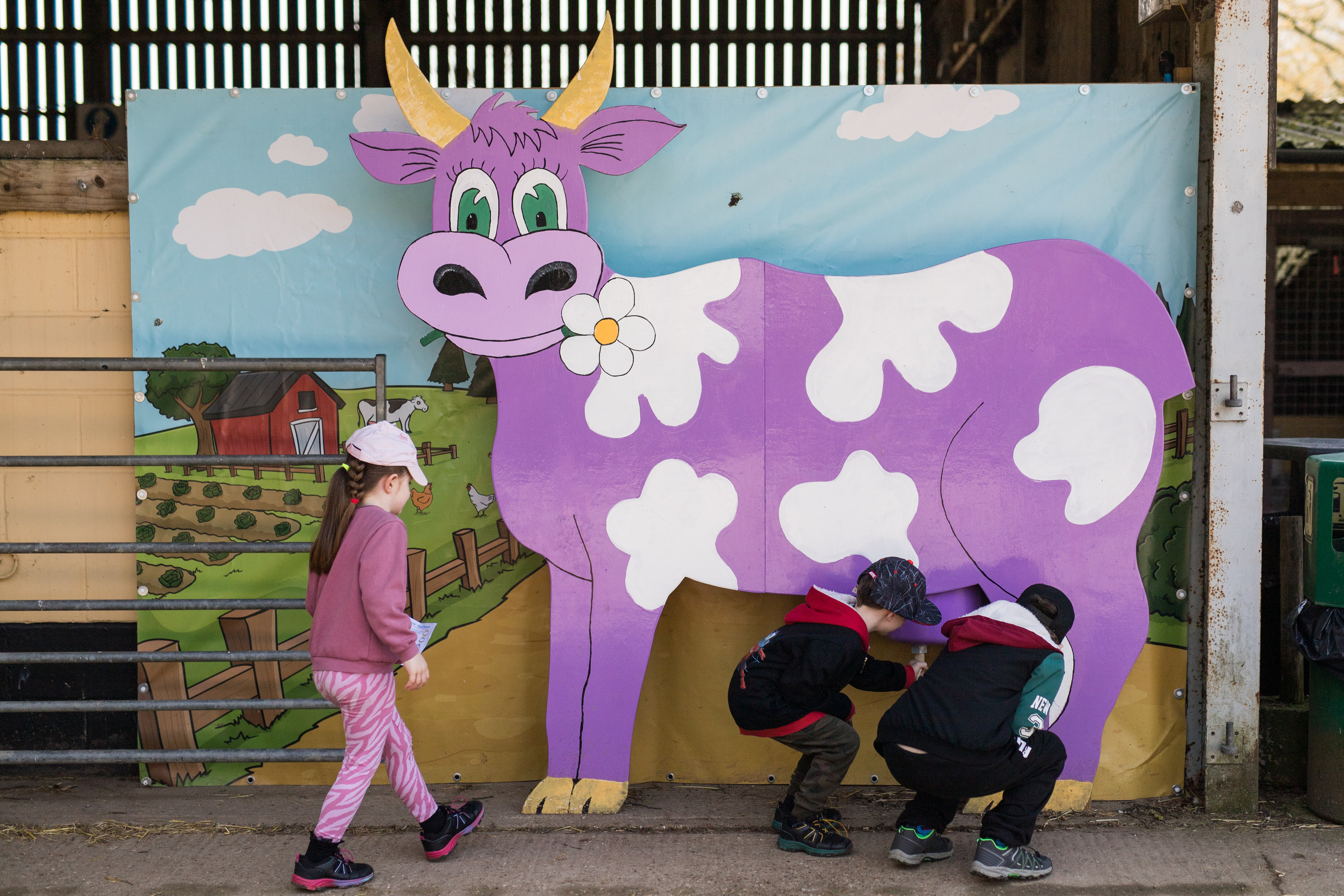 Milking Purple Cow