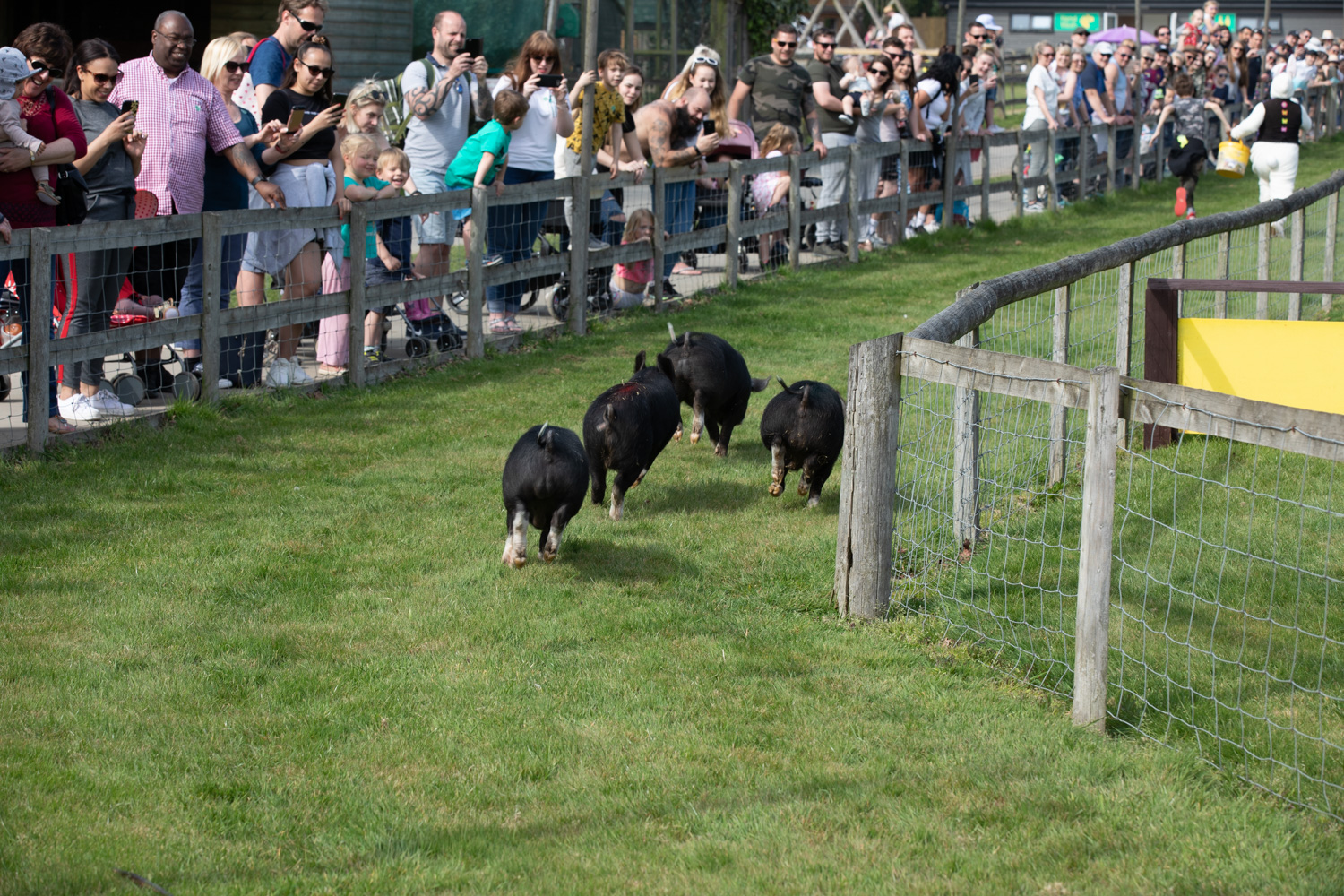 Pig Racing