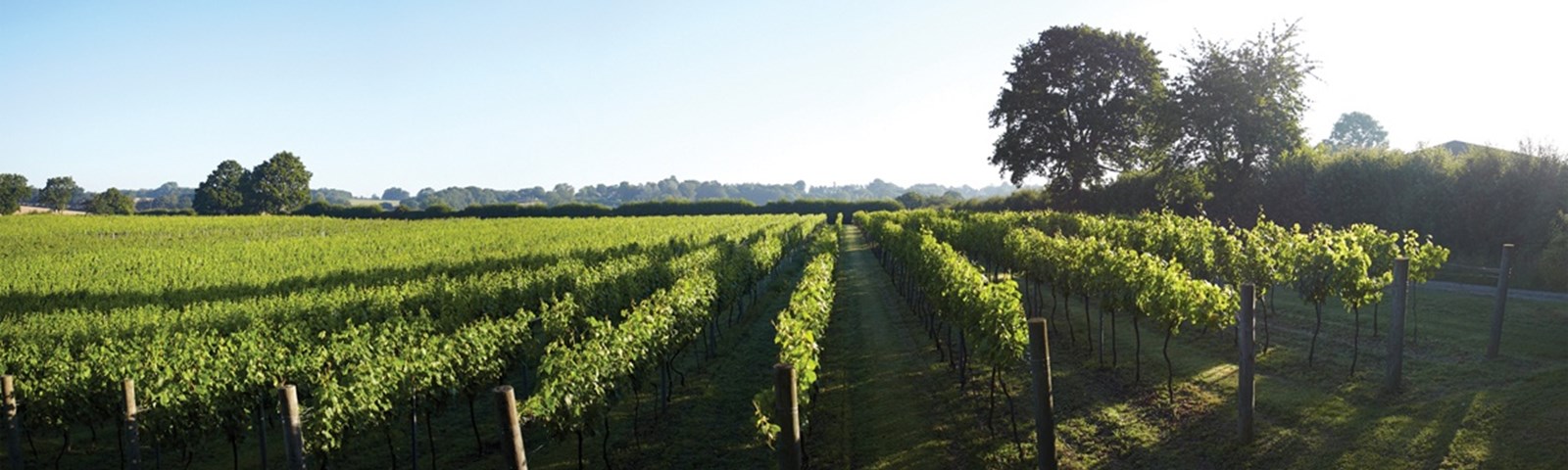 Chapel Down Winery Vine, Kent.jpg