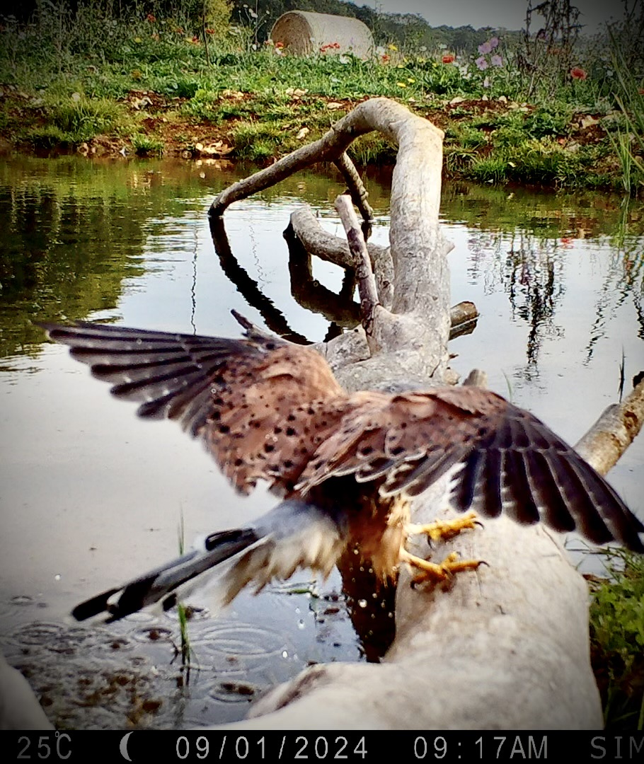 Kestrel Edited Aug 24