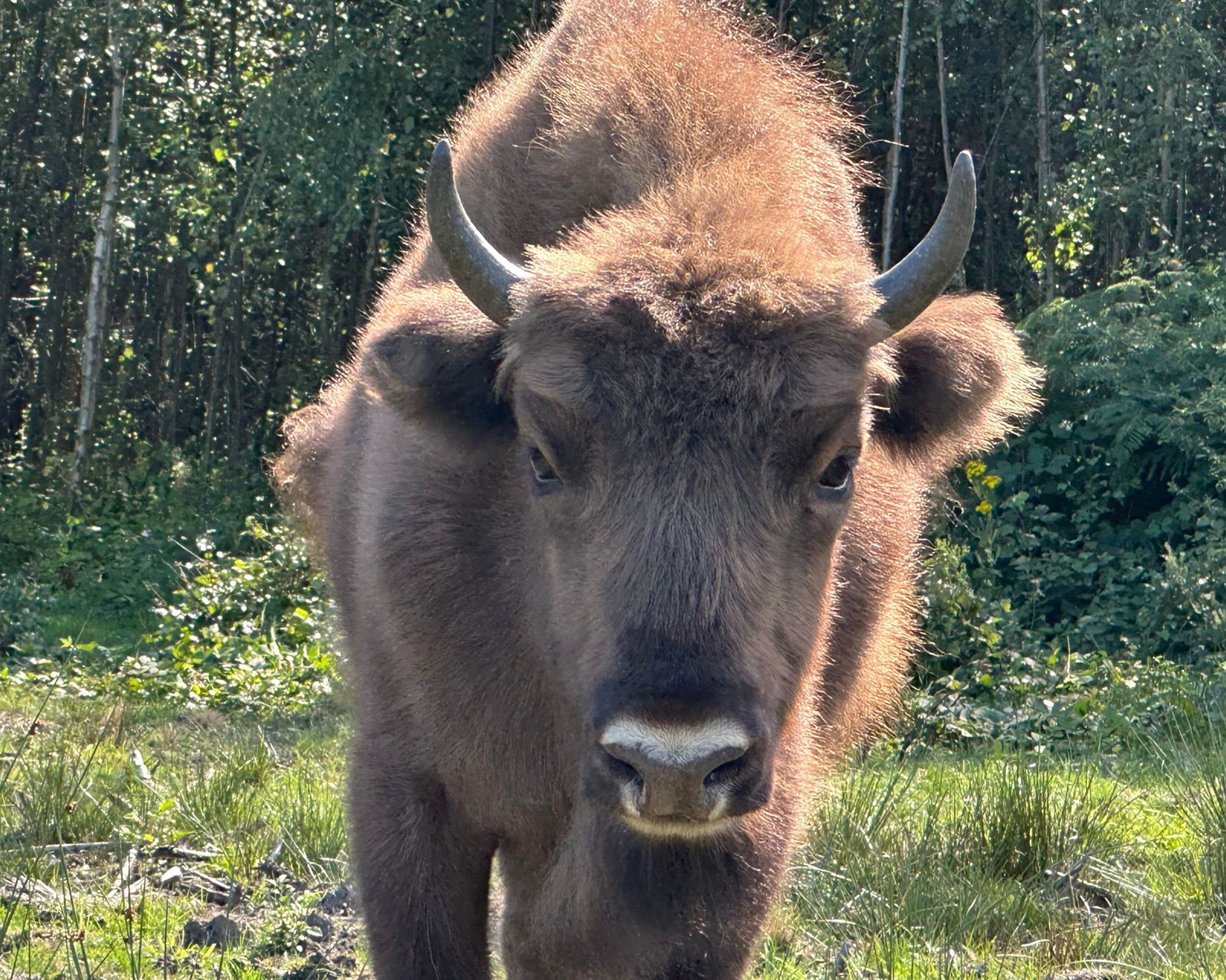 4bc6755f-31c7-49c3-8b15-0688dca61cdd-Calf at one year_Sally Smith reduced size.jpg