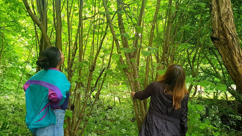 98b52ee8-4d58-4209-8048-308274f6e1fb-Forest bathing.jpeg