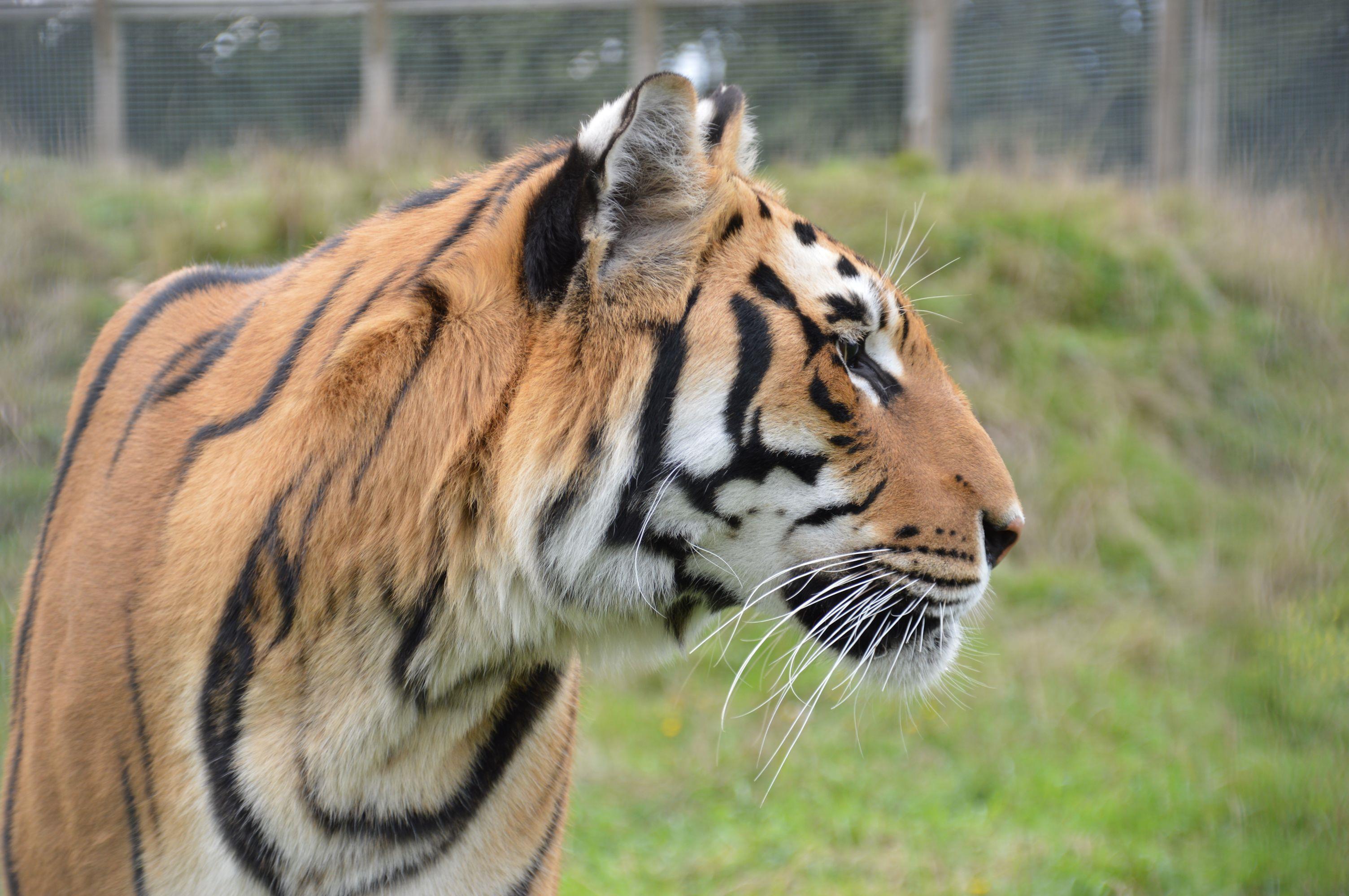 Wingham Wildlife Park in Kent Visit Wingham Wildlife Park