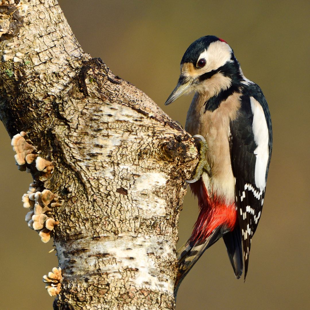 Woodpecker (Canva)