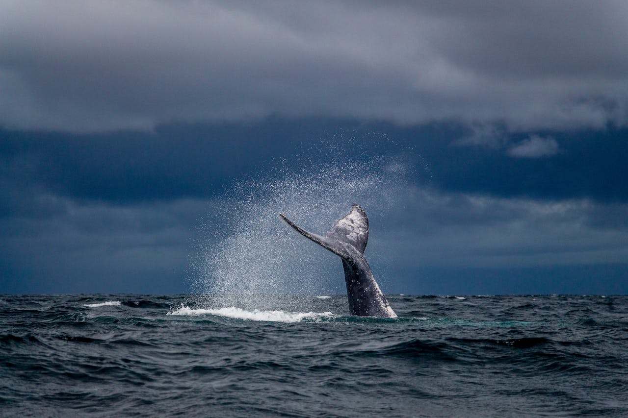 Whale tail poking out of the sea on a stormy day