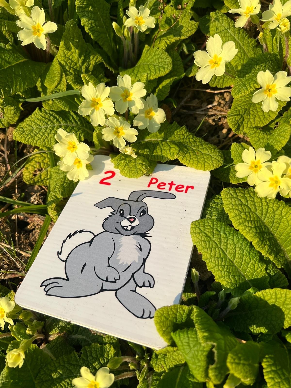 Bunny sign resting in yellow flowers