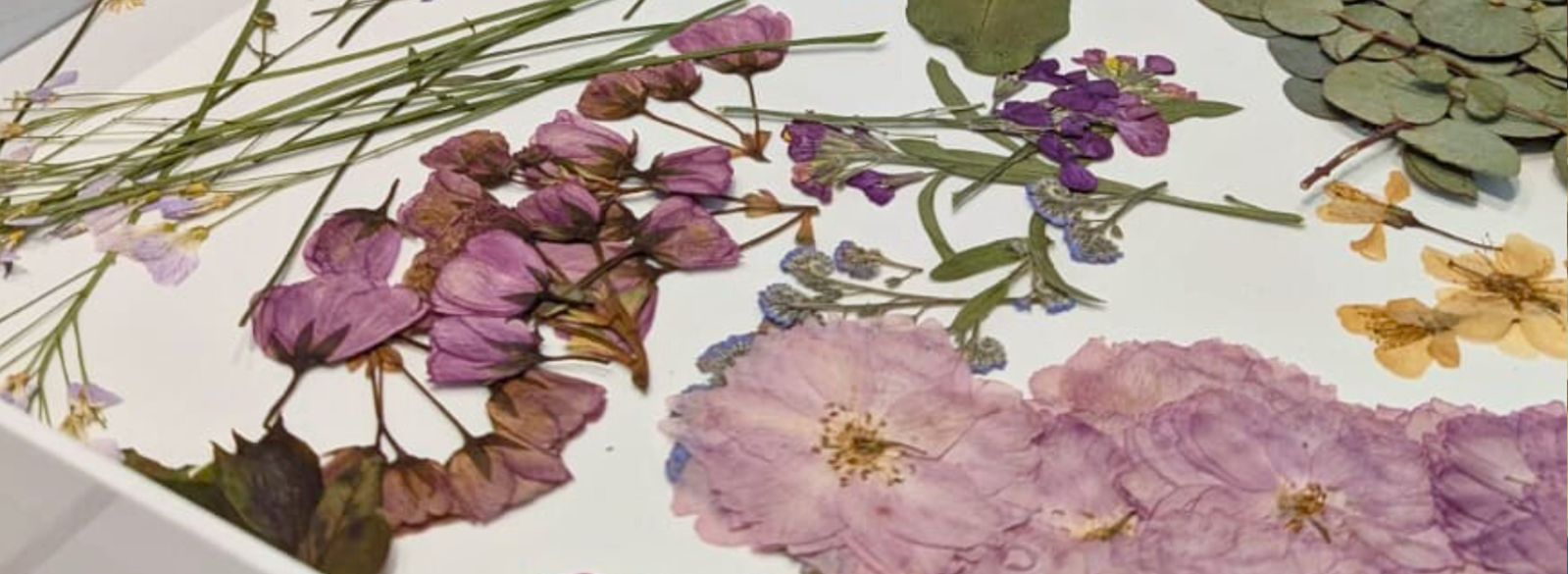 f940bee4-ecde-45d2-b380-07d7e725ee2d-pressed flower cards workshop in canterbury.png