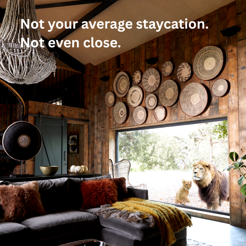 Lion Lodge at Port Lympne with a lion and cub looking in through the window