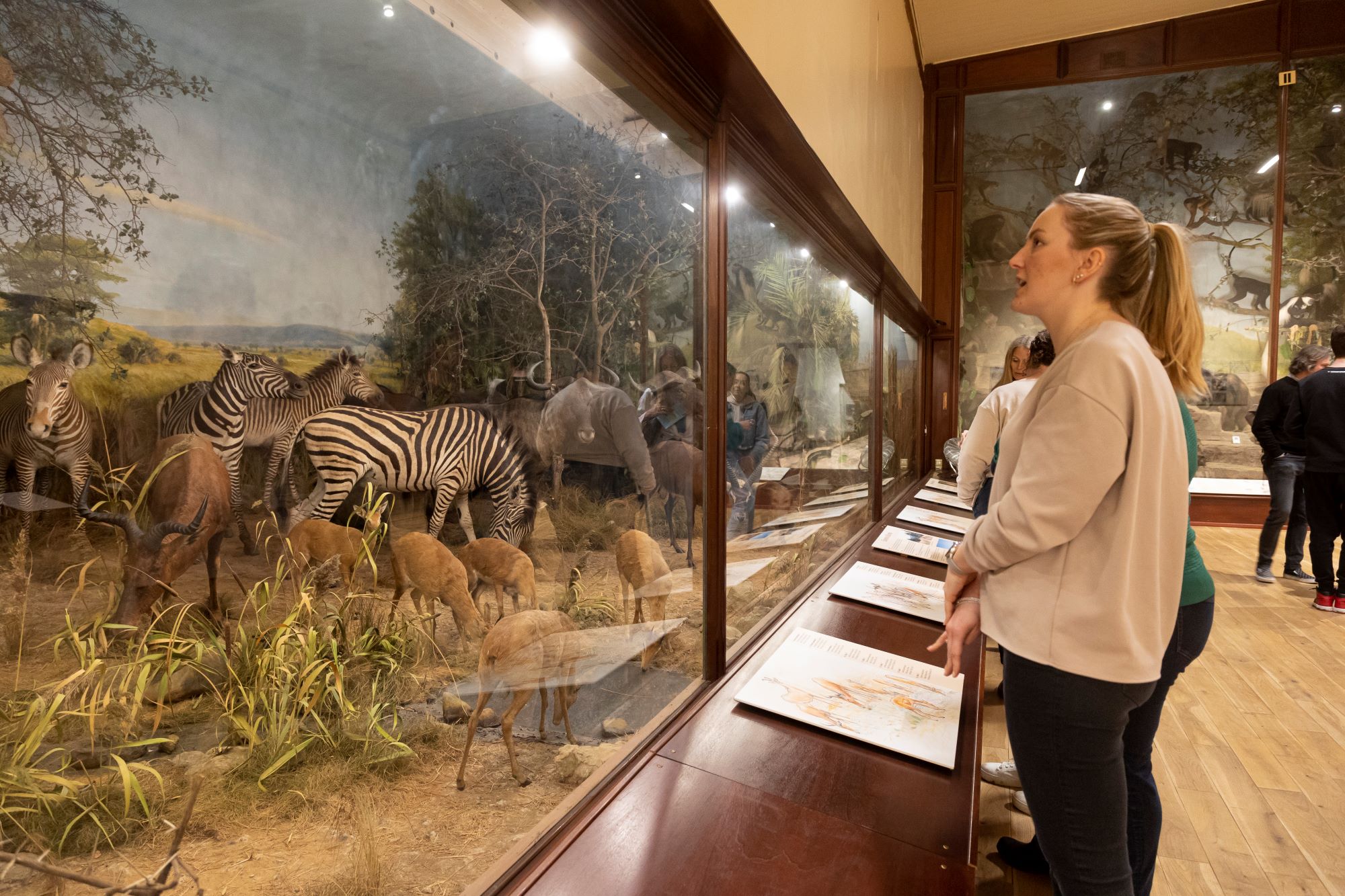 People looking at the natural history exhibition at the Powell Cotton Museum