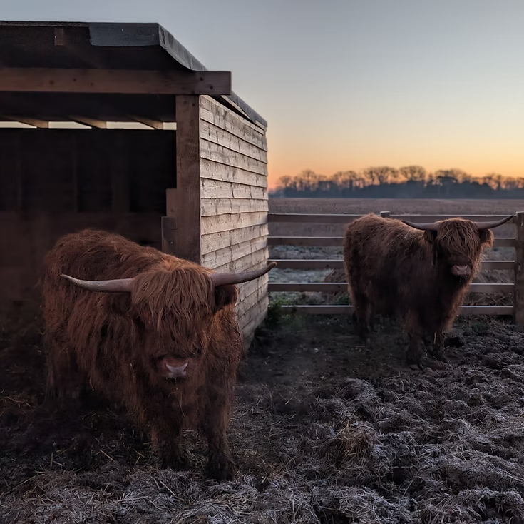 Highland Cows Quex