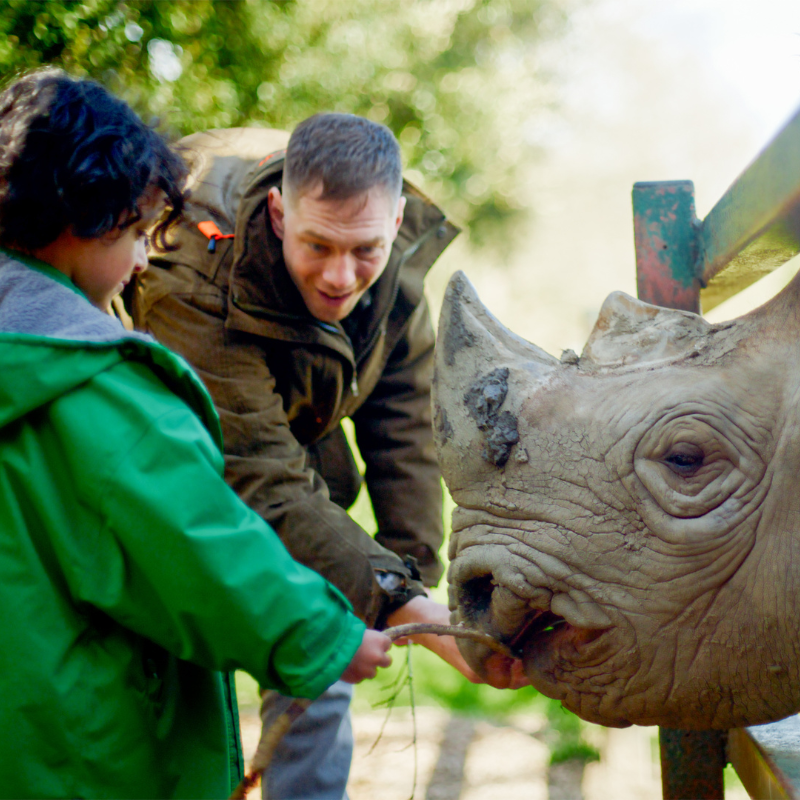 Child and man feeding a black rhino at Port Lympne Hotel and Reserve