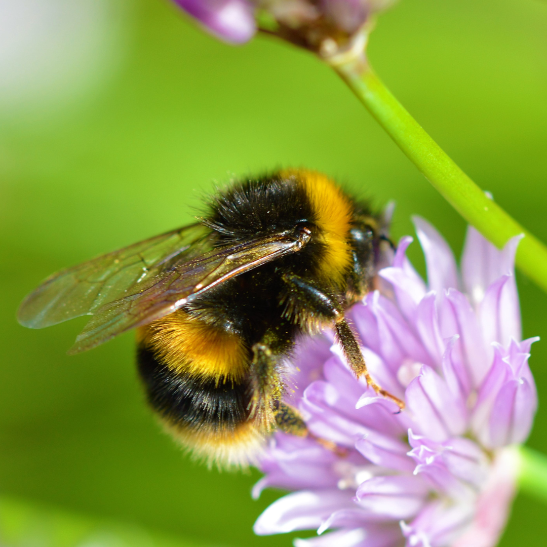Bumble Bee (Canva)