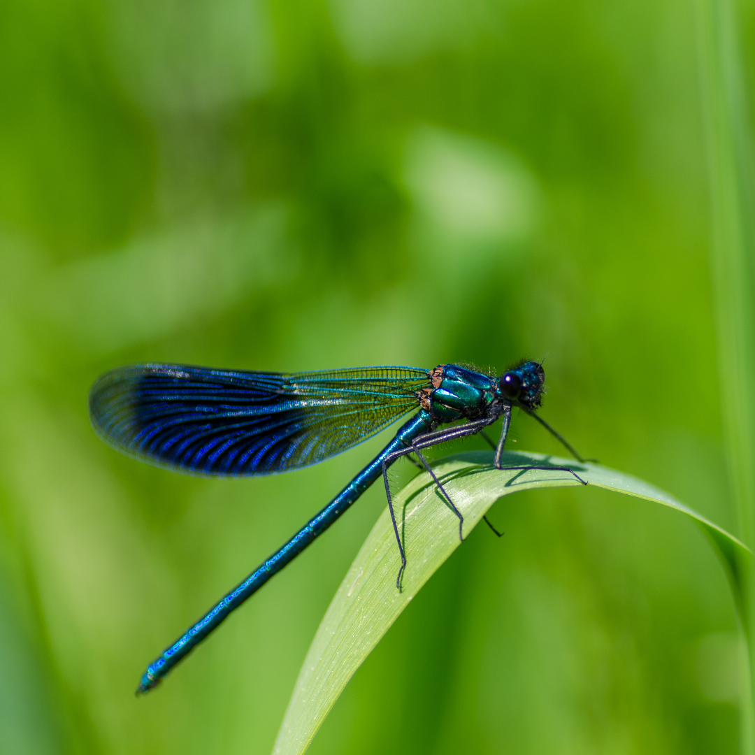 Dragon Fly (Canva)