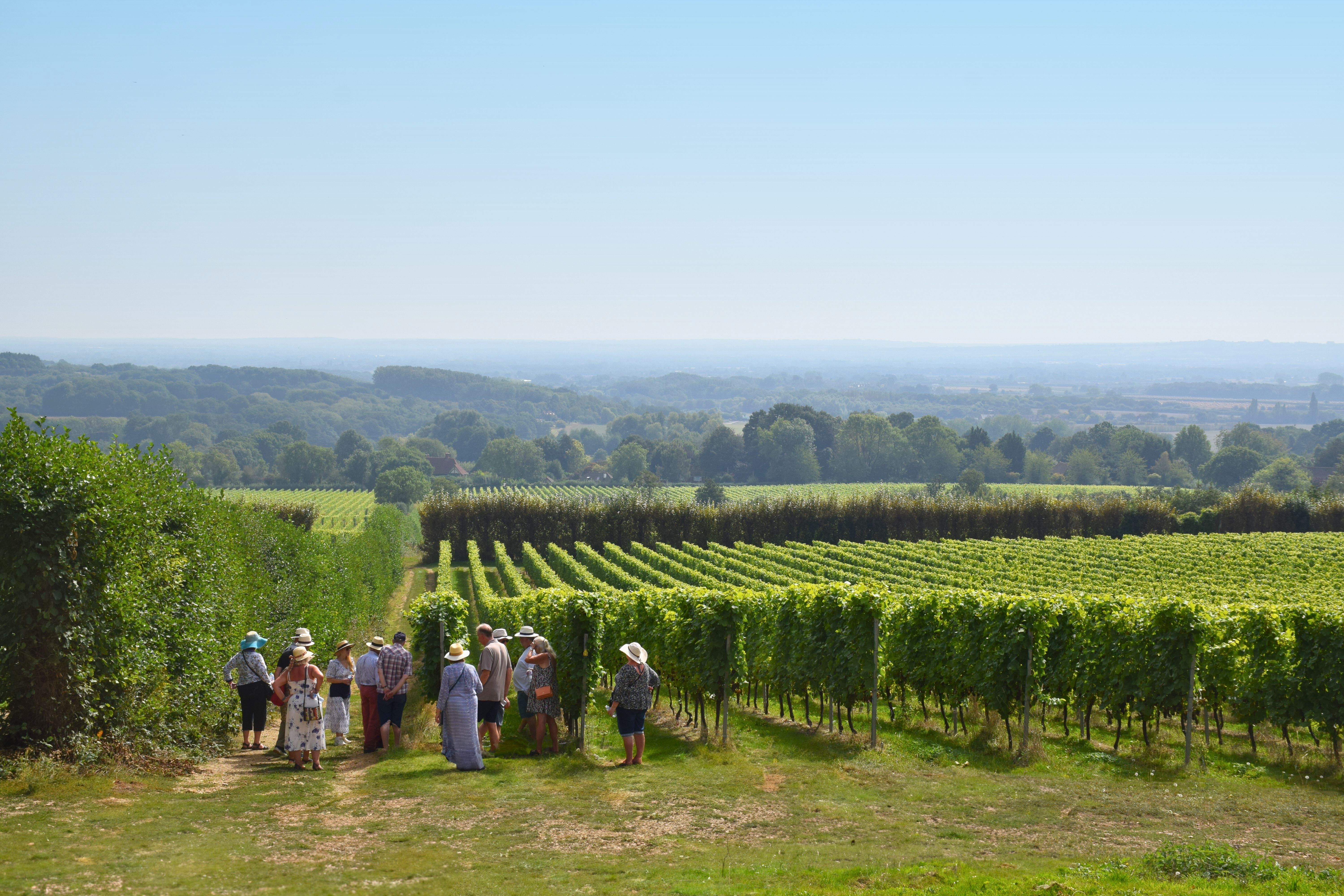 YC VINEYARD TOUR (6)
