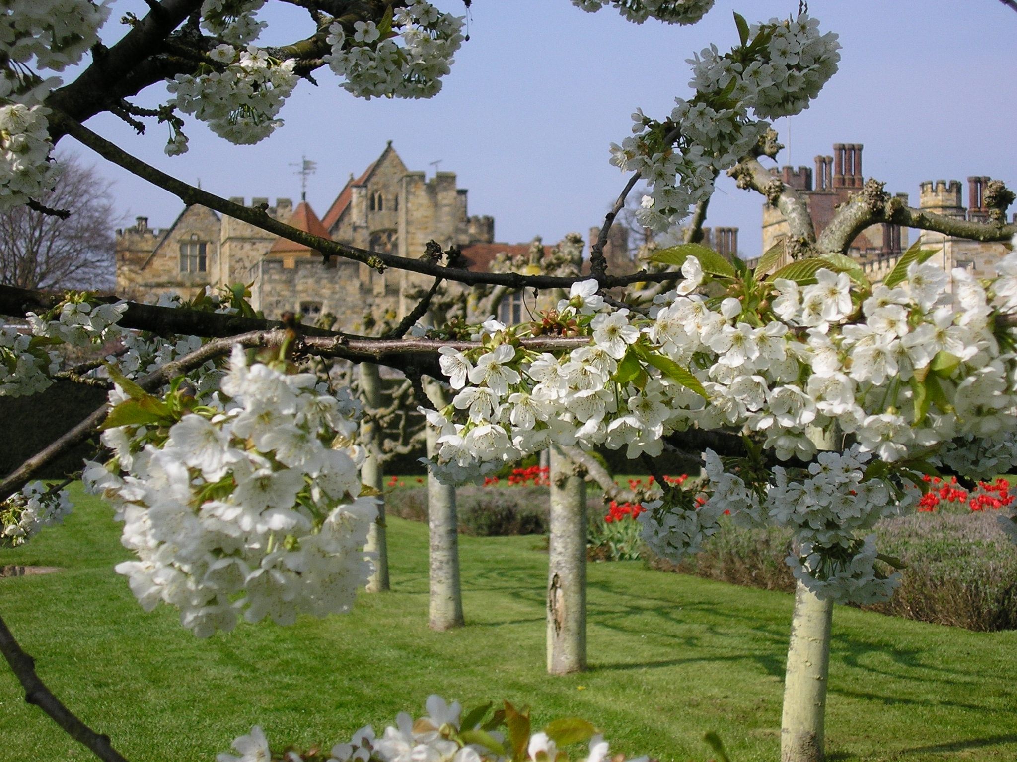 Spring Flag Garden & Blossom.JPG