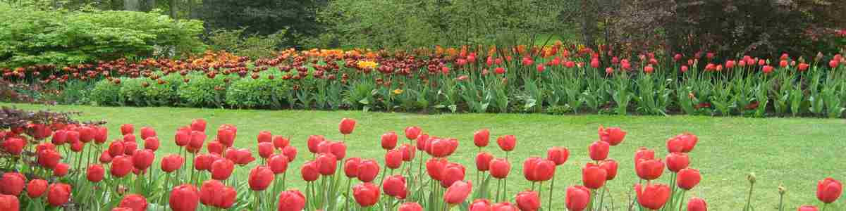 TUNB - FP - THINGS TO DO -  EASTER - PASHLEY MANOR GARDENS Tulips Kate Wilson.jpg