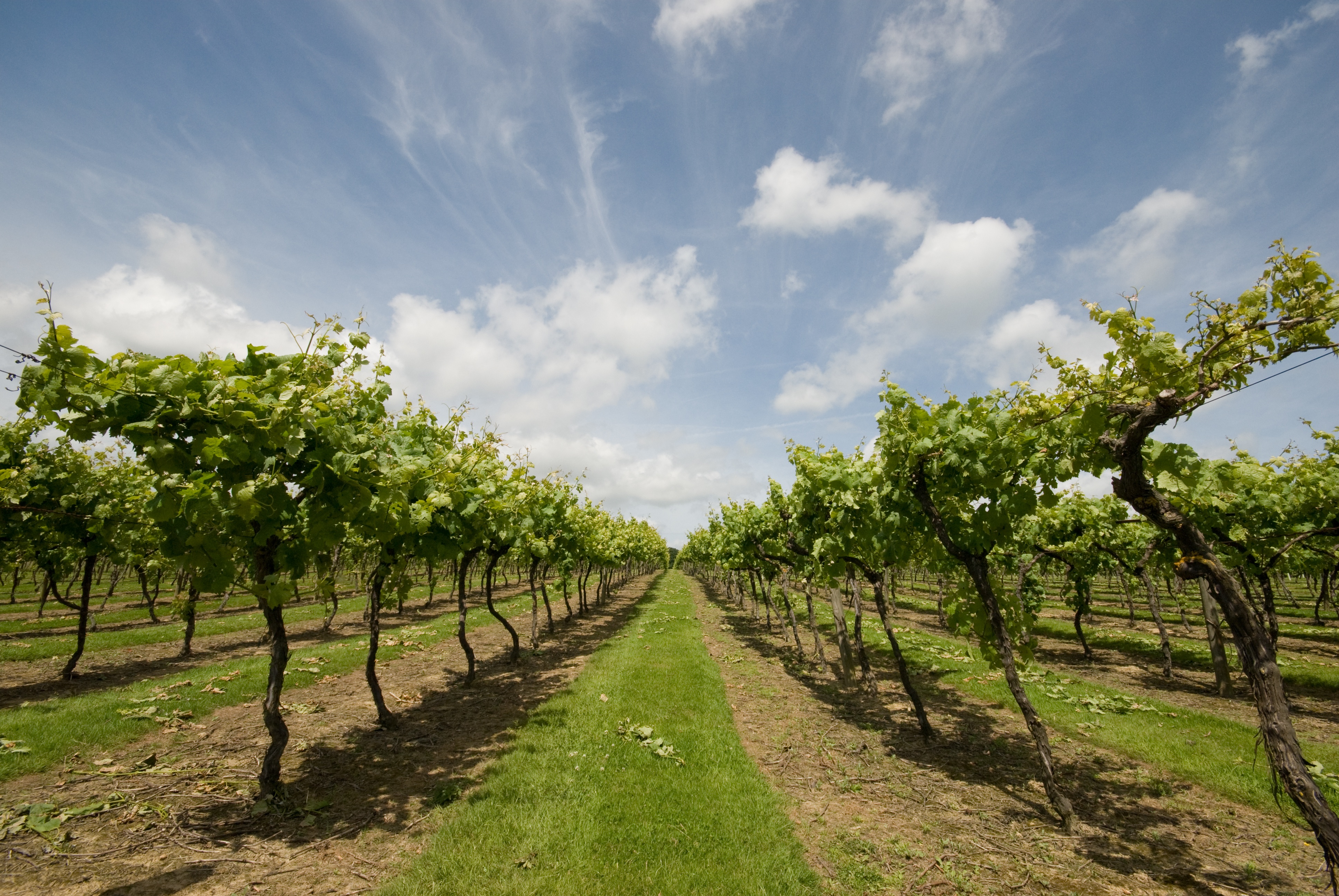 Vines at Biddenden Vineyard