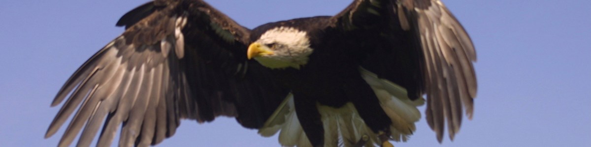 eagle-heights-bald-eagle-2.jpg