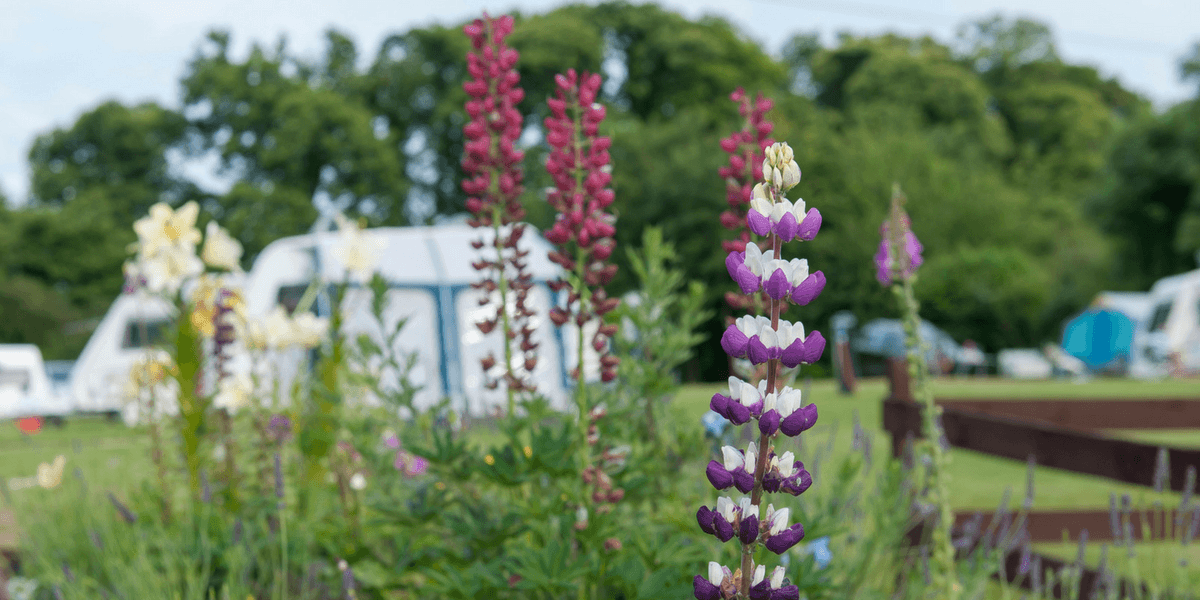 Untitled design (1).png