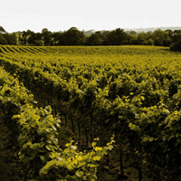 Gusbourne.png (1)