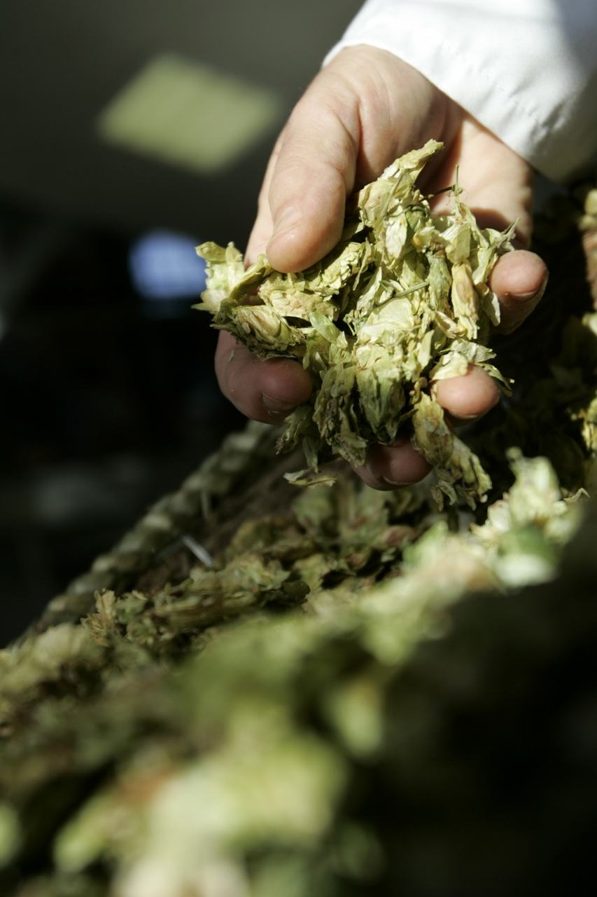 Hops are among the ingredients.jpg