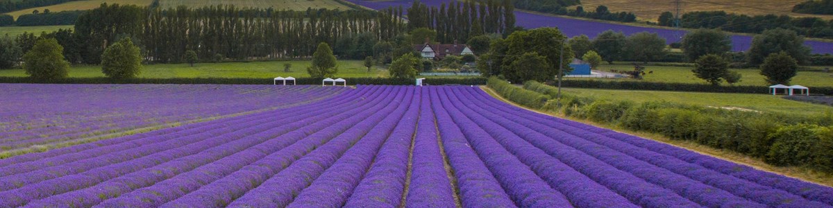 Castle Farm Lavender image2.jpg