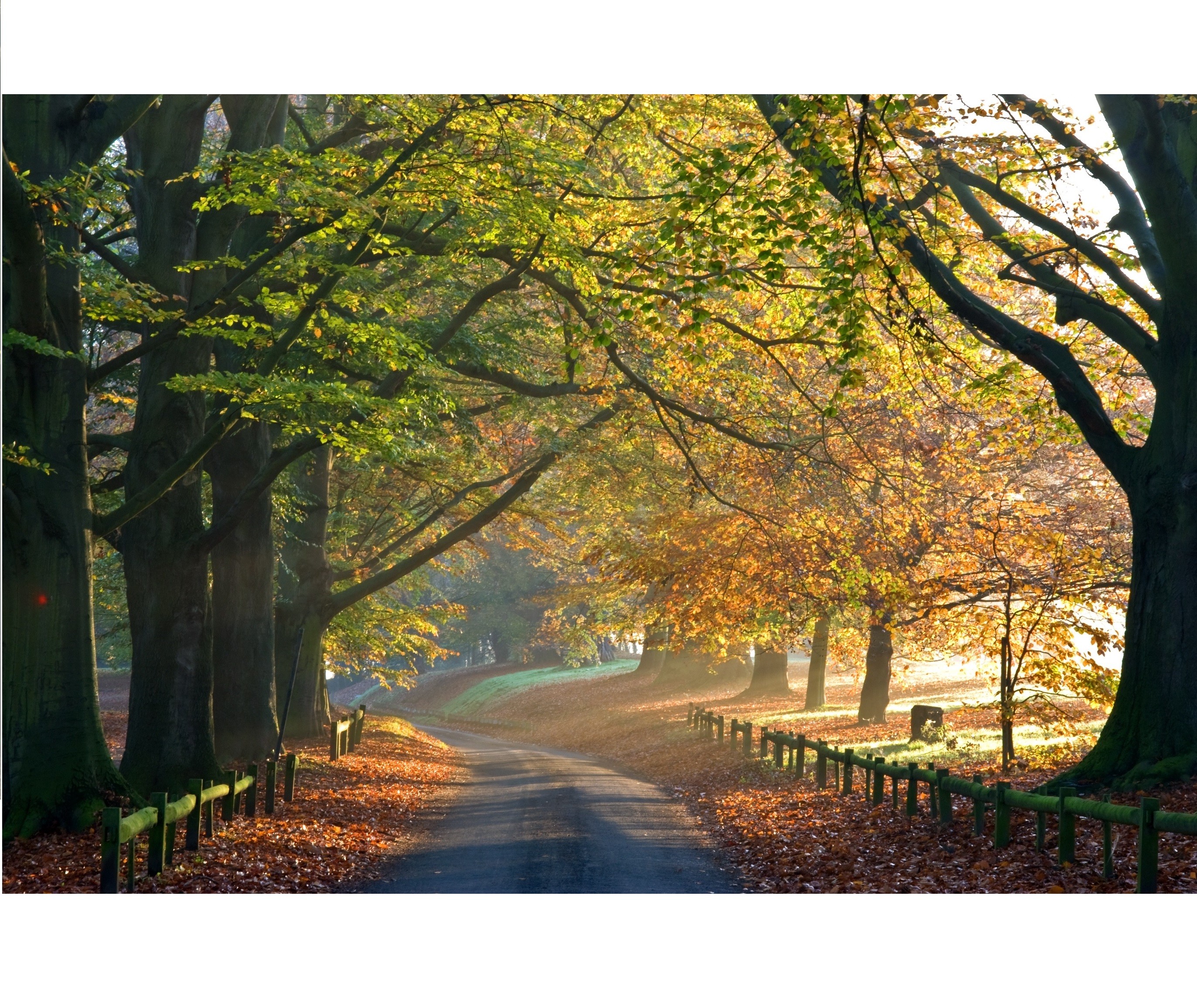 mote-park-autumn-leaves- square.jpg