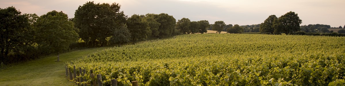 CD_050718-129 3000 pixels vineyard view.jpg