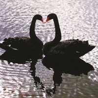 Valentines - Kissing Swans (Photo Credit Leeds Castle).jpg