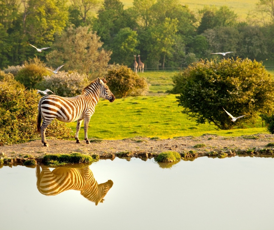 banner for animal thing .jpg