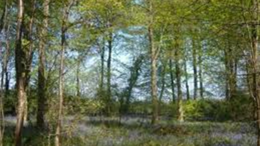 lyminge-forest-1.jpg