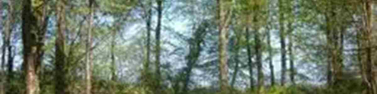 lyminge-forest-1.jpg