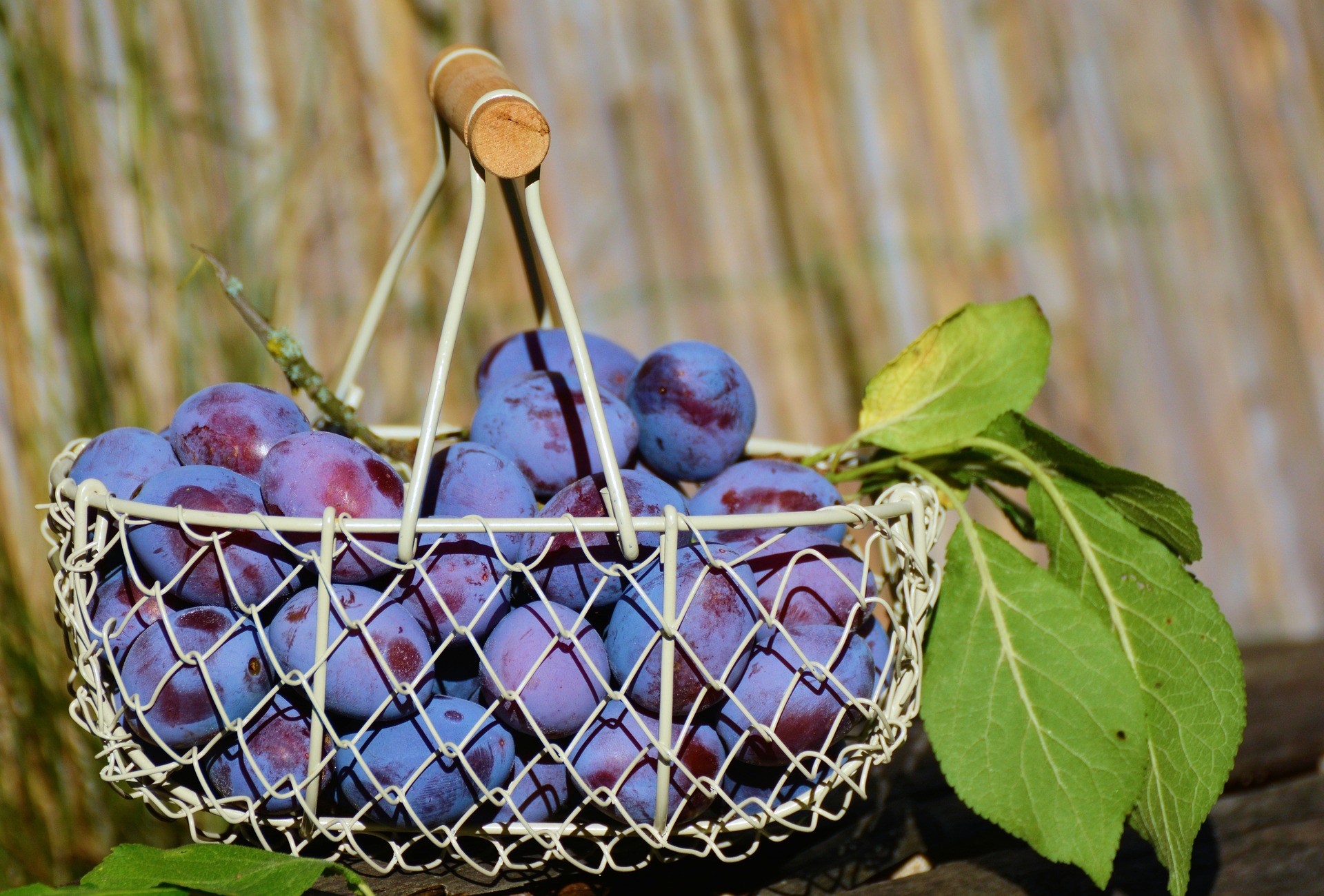 Plum Day at Brogdale Farm