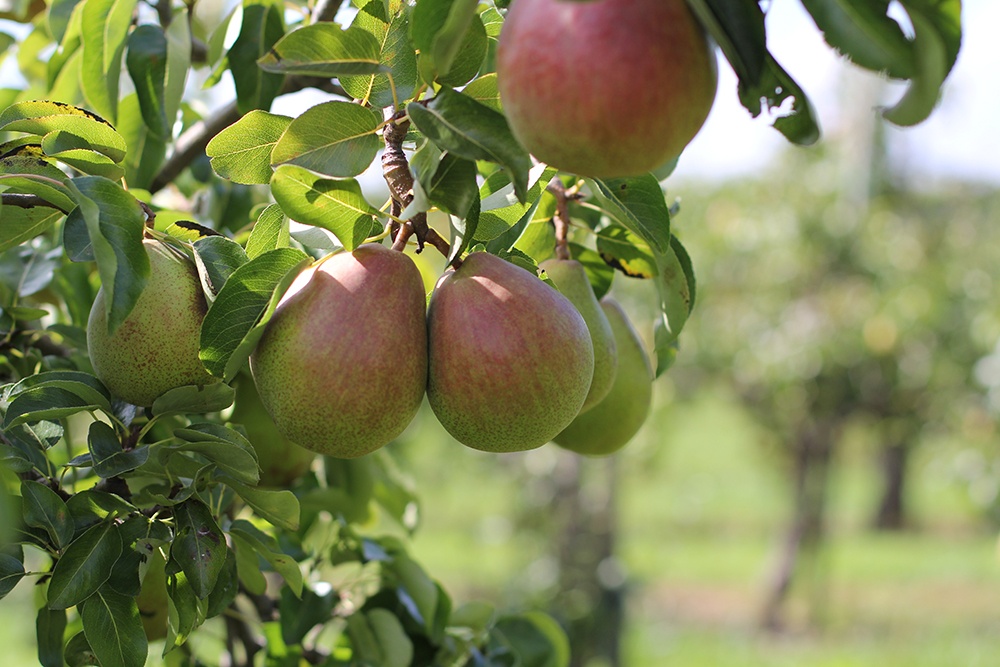 Pear Day at Brogdale Collections